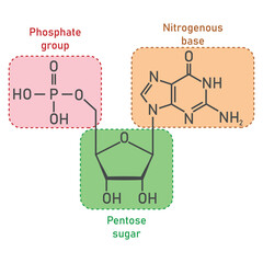 Chemical structure of DNA nucleotide. Three parts of a nucleotide. Phosphate group, pentose sugar and nitrogenous base. Nucleic acids. Vector illustration isolated on white background.