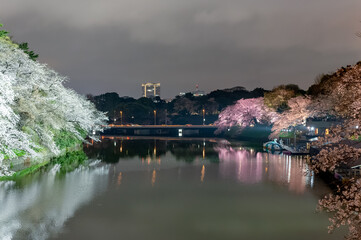 東京都千代田区九段の千鳥ヶ淵のライトアップされた桜