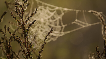COBWEB - Drops of morning dew on a spider web

