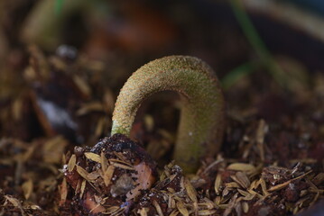 Seedling germination of Durian, Durio Zibethinus