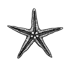 Starfish hand drawn sketch. Marine star in doodle style. . Best for summer, beach posters, decoration and prints. Vector illustration isolated on white background.