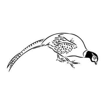 recommend clip art: Hand drawn of an pheasant, sketch. Vector illustration isolated on a white background.