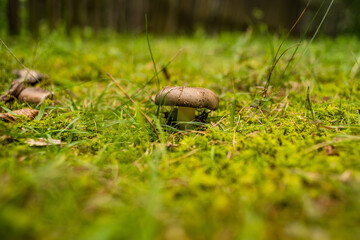 mały brązowy grzybek leśny w trawie