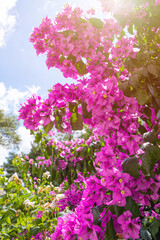 Paperflower, beautiful pink bougainvillea glabra, purple lesser bougainvillea tree flowers. Spring happiness concept, sunlight blue sky background
