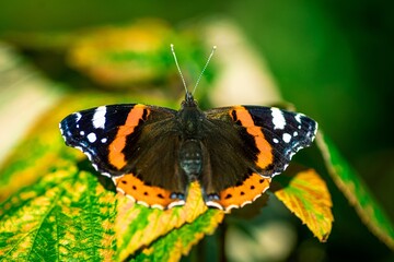 duży motyl rusałka admirał brązowy z białymi plamkami i czerwonymi paskami