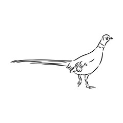 Hand drawn of an pheasant, sketch. Vector illustration isolated on a white background.