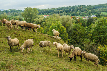 Schafherde auf Hügel vor Industriegebiet 