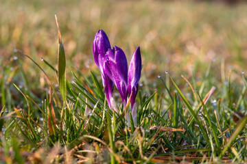 wiosenne kwiaty fioletowe krokusy na zielonej łące © Henryk Niestrój