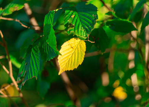 zielone i żółte liście buku w lesie bukowym