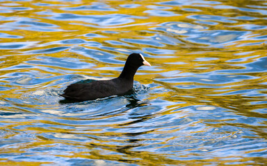 Coot swimming on beautiful wavy water surface of lake