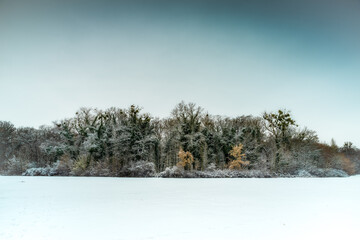 zimowy pejzaż z drzewami na dużej panoramie - obrazy, fototapety, plakaty
