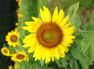 sunflower