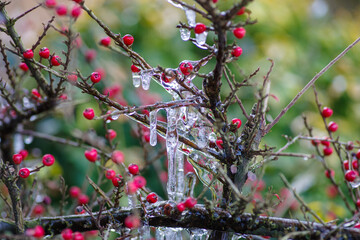 krzew pokryty lodem podczas przymrozku