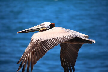 Pelikan im Flug am La Jolla Shores Beach, San Diego, Kalifornien, California, USA, Nordamerika,...