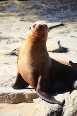 Fototapeta premium Robben und Seelöwe in San Diego am Pazifik, Kalifornien (California), USA, Amerika
