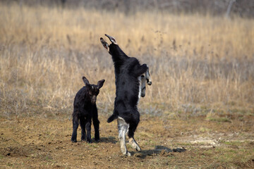 two goats butt standing on a log