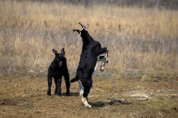 two goats butt standing on a log