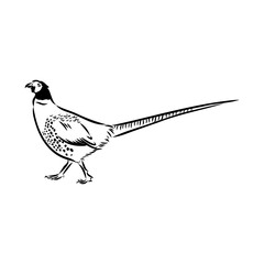 Hand drawn of an pheasant, sketch. Vector illustration isolated on a white background.