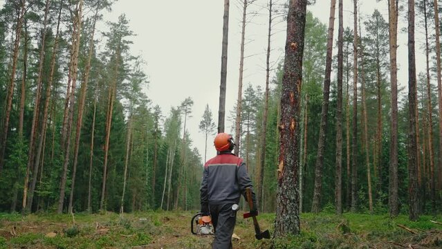 Backside view of an axeman walking among the trees