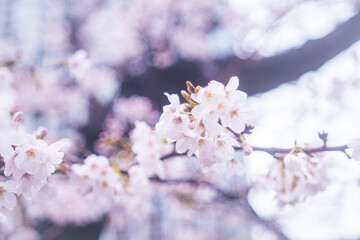 神楽坂の桜