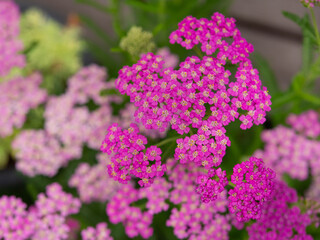 ノコギリソウの花