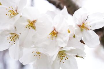 Fototapeta na wymiar 白い桜