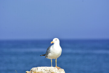 A seagull on a wall in front of the ocean on Sardinia, Italy