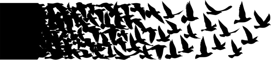 Flying birds silhouettes pattern wallpaper. PNG transparent. isolated bird flying. tattoo design. template for card, package, and wallpaper.