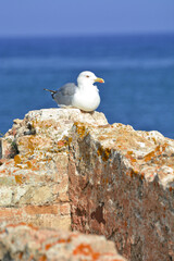 A seagull on a wall in front of the ocean on Sardinia, Italy