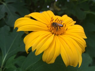 Apis mellifera polinizando