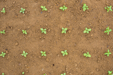 Cut flower garden. Planted young snapdragon seedlings. Landscaping backyard with cut flowers.
