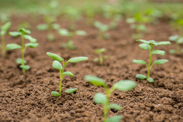 Cut flower garden. Planted young snapdragon seedlings. Landscaping backyard with cut flowers.