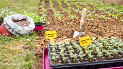 Eco friendly gardening. Amending garden soil with organic manure chicken pellets before planting snapdragon flower seedlings. Organic soil fertiliser.