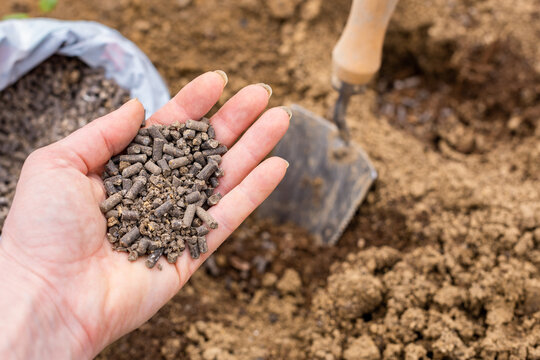 Eco friendly gardening background. Preparing soil for planting, fertilizing with compressed chicken manure pellets. Organic soil fertiliser.