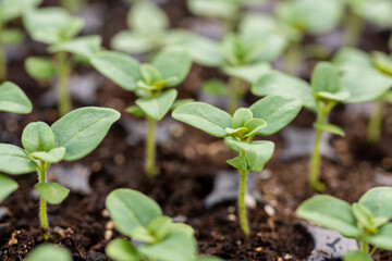 Young Snapdragon flower seedlings in their propagation tray. Cut flower garden DIY. Plant seedlings.