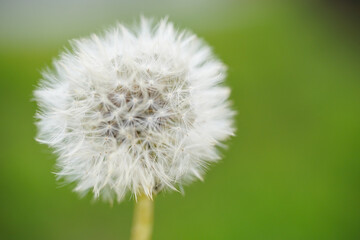 たんぽぽの綿毛
