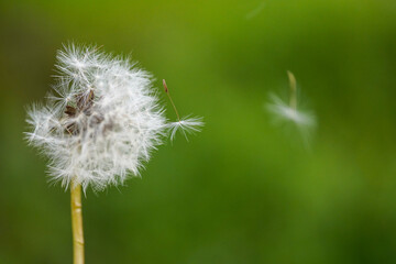 Fototapeta premium 飛んでいくタンポポの綿毛