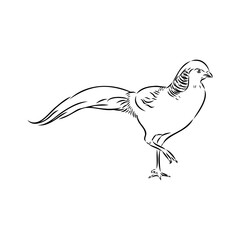 Hand drawn of an pheasant, sketch. Vector illustration isolated on a white background.