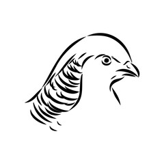 Hand drawn of an pheasant, sketch. Vector illustration isolated on a white background.