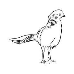Obraz premium Hand drawn of an pheasant, sketch. Vector illustration isolated on a white background.