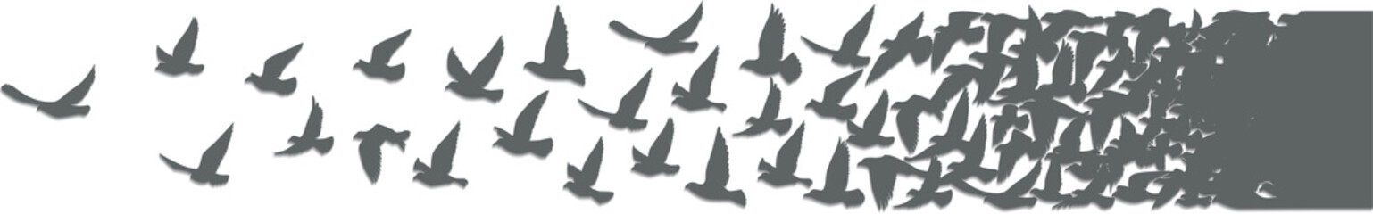 Flying birds silhouettes pattern wallpaper. PNG transparent. isolated bird flying. tattoo design. template for card, package, and wallpaper.