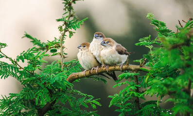 three plain prinia or common prinia chick birds sitting on a tree branch