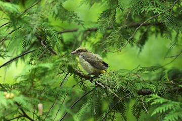 Olive-backed oriole in the park of Budapest, Hungary