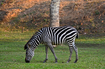 Fototapeta na wymiar A grazing Zebra at Pazuri Outdoor Park, close by Lusaka in Zambia
