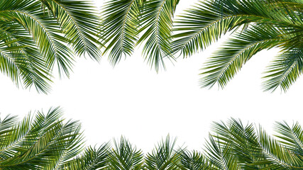 Fototapeta na wymiar palm leaves texture overlay, frame from tropical plants isolated on transparent background with copy space in the middle