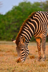 Fototapeta na wymiar A grazing Zebra at Pazuri Outdoor Park, close by Lusaka in Zambia. 