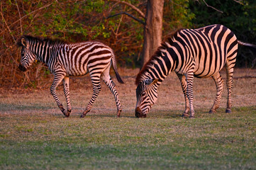 A Zebra and a young zebra calf walking and grazing at Pazuri Outdoor Park, close by Lusaka in Zambia