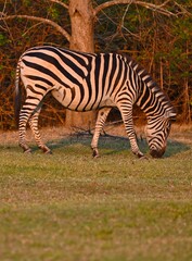 Fototapeta na wymiar A grazing Zebra at Pazuri Outdoor Park, close by Lusaka in Zambia. 