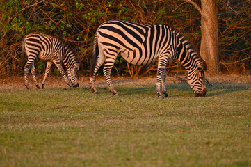 Fototapeta na wymiar A Zebra and a young zebra calf walking and grazing at Pazuri Outdoor Park, close by Lusaka in Zambia