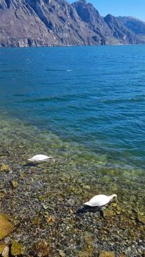 cigni in un lago